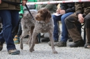 Jagdhundetag-2017-04-23-Dornsberg-Bodensee_Community-seechat_DE-IMG_0626.JPG