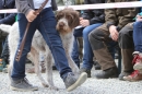 Jagdhundetag-2017-04-23-Dornsberg-Bodensee_Community-seechat_DE-IMG_0627.JPG
