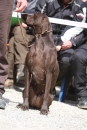 Jagdhundetag-2017-04-23-Dornsberg-Bodensee_Community-seechat_DE-IMG_0641.JPG
