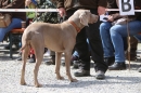 Jagdhundetag-2017-04-23-Dornsberg-Bodensee_Community-seechat_DE-IMG_0655.JPG