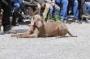Jagdhundetag-2017-04-23-Dornsberg-Bodensee_Community-seechat_DE-IMG_0658.JPG