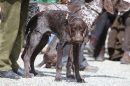 Jagdhundetag-2017-04-23-Dornsberg-Bodensee_Community-seechat_DE-IMG_0661.JPG