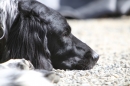 Jagdhundetag-2017-04-23-Dornsberg-Bodensee_Community-seechat_DE-IMG_0699.JPG