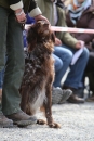 Jagdhundetag-2017-04-23-Dornsberg-Bodensee_Community-seechat_DE-IMG_0700.JPG