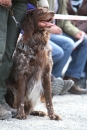 Jagdhundetag-2017-04-23-Dornsberg-Bodensee_Community-seechat_DE-IMG_0701.JPG