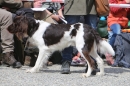 Jagdhundetag-2017-04-23-Dornsberg-Bodensee_Community-seechat_DE-IMG_0705.JPG