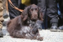 Jagdhundetag-2017-04-23-Dornsberg-Bodensee_Community-seechat_DE-IMG_0706.JPG