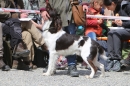 Jagdhundetag-2017-04-23-Dornsberg-Bodensee_Community-seechat_DE-IMG_0708.JPG