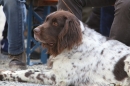 Jagdhundetag-2017-04-23-Dornsberg-Bodensee_Community-seechat_DE-IMG_0713.JPG