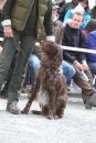 Jagdhundetag-2017-04-23-Dornsberg-Bodensee_Community-seechat_DE-IMG_0714.JPG