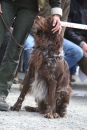 Jagdhundetag-2017-04-23-Dornsberg-Bodensee_Community-seechat_DE-IMG_0715.JPG