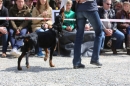 Jagdhundetag-2017-04-23-Dornsberg-Bodensee_Community-seechat_DE-IMG_0755.JPG