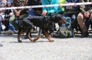 Jagdhundetag-2017-04-23-Dornsberg-Bodensee_Community-seechat_DE-IMG_0760.JPG