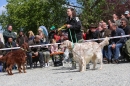 Jagdhundetag-2017-04-23-Dornsberg-Bodensee_Community-seechat_DE-IMG_0764.JPG