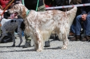 Jagdhundetag-2017-04-23-Dornsberg-Bodensee_Community-seechat_DE-IMG_0765.JPG