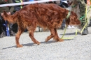 Jagdhundetag-2017-04-23-Dornsberg-Bodensee_Community-seechat_DE-IMG_0769.JPG