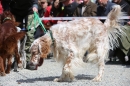 Jagdhundetag-2017-04-23-Dornsberg-Bodensee_Community-seechat_DE-IMG_0770.JPG