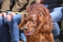 Jagdhundetag-2017-04-23-Dornsberg-Bodensee_Community-seechat_DE-IMG_0779.JPG