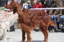 Jagdhundetag-2017-04-23-Dornsberg-Bodensee_Community-seechat_DE-IMG_0780.JPG