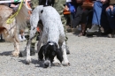 Jagdhundetag-2017-04-23-Dornsberg-Bodensee_Community-seechat_DE-IMG_0785.JPG