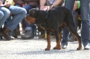 Jagdhundetag-2017-04-23-Dornsberg-Bodensee_Community-seechat_DE-IMG_0798.JPG