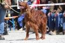 Jagdhundetag-2017-04-23-Dornsberg-Bodensee_Community-seechat_DE-IMG_0805.JPG