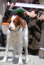 Jagdhundetag-2017-04-23-Dornsberg-Bodensee_Community-seechat_DE-IMG_0807.JPG