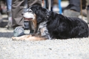 Jagdhundetag-2017-04-23-Dornsberg-Bodensee_Community-seechat_DE-IMG_0820.JPG