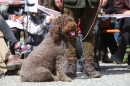 Jagdhundetag-2017-04-23-Dornsberg-Bodensee_Community-seechat_DE-IMG_0822.JPG