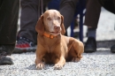 Jagdhundetag-2017-04-23-Dornsberg-Bodensee_Community-seechat_DE-IMG_0826.JPG