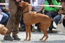 Jagdhundetag-2017-04-23-Dornsberg-Bodensee_Community-seechat_DE-IMG_0832.JPG