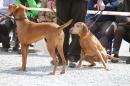 Jagdhundetag-2017-04-23-Dornsberg-Bodensee_Community-seechat_DE-IMG_0833.JPG