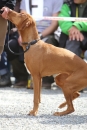 Jagdhundetag-2017-04-23-Dornsberg-Bodensee_Community-seechat_DE-IMG_0834.JPG