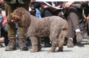 Jagdhundetag-2017-04-23-Dornsberg-Bodensee_Community-seechat_DE-IMG_0838.JPG