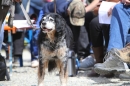 Jagdhundetag-2017-04-23-Dornsberg-Bodensee_Community-seechat_DE-IMG_0840.JPG