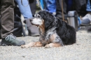Jagdhundetag-2017-04-23-Dornsberg-Bodensee_Community-seechat_DE-IMG_0842.JPG