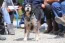 Jagdhundetag-2017-04-23-Dornsberg-Bodensee_Community-seechat_DE-IMG_0845.JPG