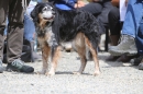 Jagdhundetag-2017-04-23-Dornsberg-Bodensee_Community-seechat_DE-IMG_0848.JPG