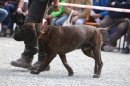 Jagdhundetag-2017-04-23-Dornsberg-Bodensee_Community-seechat_DE-IMG_0863.JPG