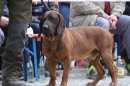 Jagdhundetag-2017-04-23-Dornsberg-Bodensee_Community-seechat_DE-IMG_0872.JPG