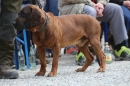 Jagdhundetag-2017-04-23-Dornsberg-Bodensee_Community-seechat_DE-IMG_0874.JPG