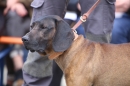 Jagdhundetag-2017-04-23-Dornsberg-Bodensee_Community-seechat_DE-IMG_0876.JPG