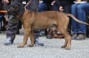 Jagdhundetag-2017-04-23-Dornsberg-Bodensee_Community-seechat_DE-IMG_0877.JPG