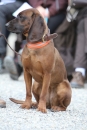 Jagdhundetag-2017-04-23-Dornsberg-Bodensee_Community-seechat_DE-IMG_0878.JPG