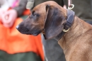Jagdhundetag-2017-04-23-Dornsberg-Bodensee_Community-seechat_DE-IMG_0885.JPG