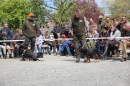 Jagdhundetag-2017-04-23-Dornsberg-Bodensee_Community-seechat_DE-IMG_0909.JPG