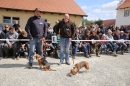 Jagdhundetag-2017-04-23-Dornsberg-Bodensee_Community-seechat_DE-IMG_0911.JPG