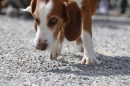 Jagdhundetag-2017-04-23-Dornsberg-Bodensee_Community-seechat_DE-IMG_0917.JPG