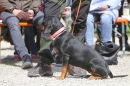Jagdhundetag-2017-04-23-Dornsberg-Bodensee_Community-seechat_DE-IMG_0934.JPG