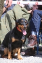 Jagdhundetag-2017-04-23-Dornsberg-Bodensee_Community-seechat_DE-IMG_0947.JPG